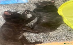 Domestic Shorthair cats for sale: Male black kittens  in Worthing - Image 10