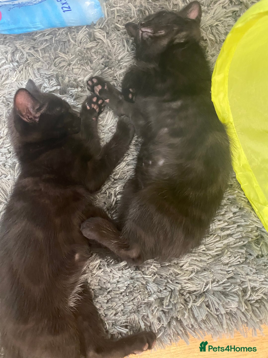 Domestic Shorthair cats for sale: Male black kittens  in Worthing - Image 10