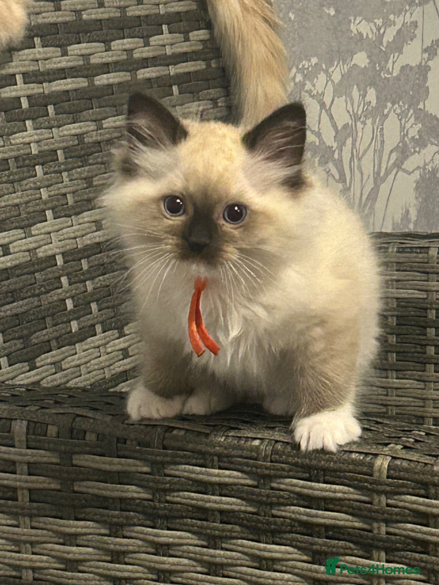 Ragdoll cats Rag doll boys fully health tested Gccf registered  - Advert 1