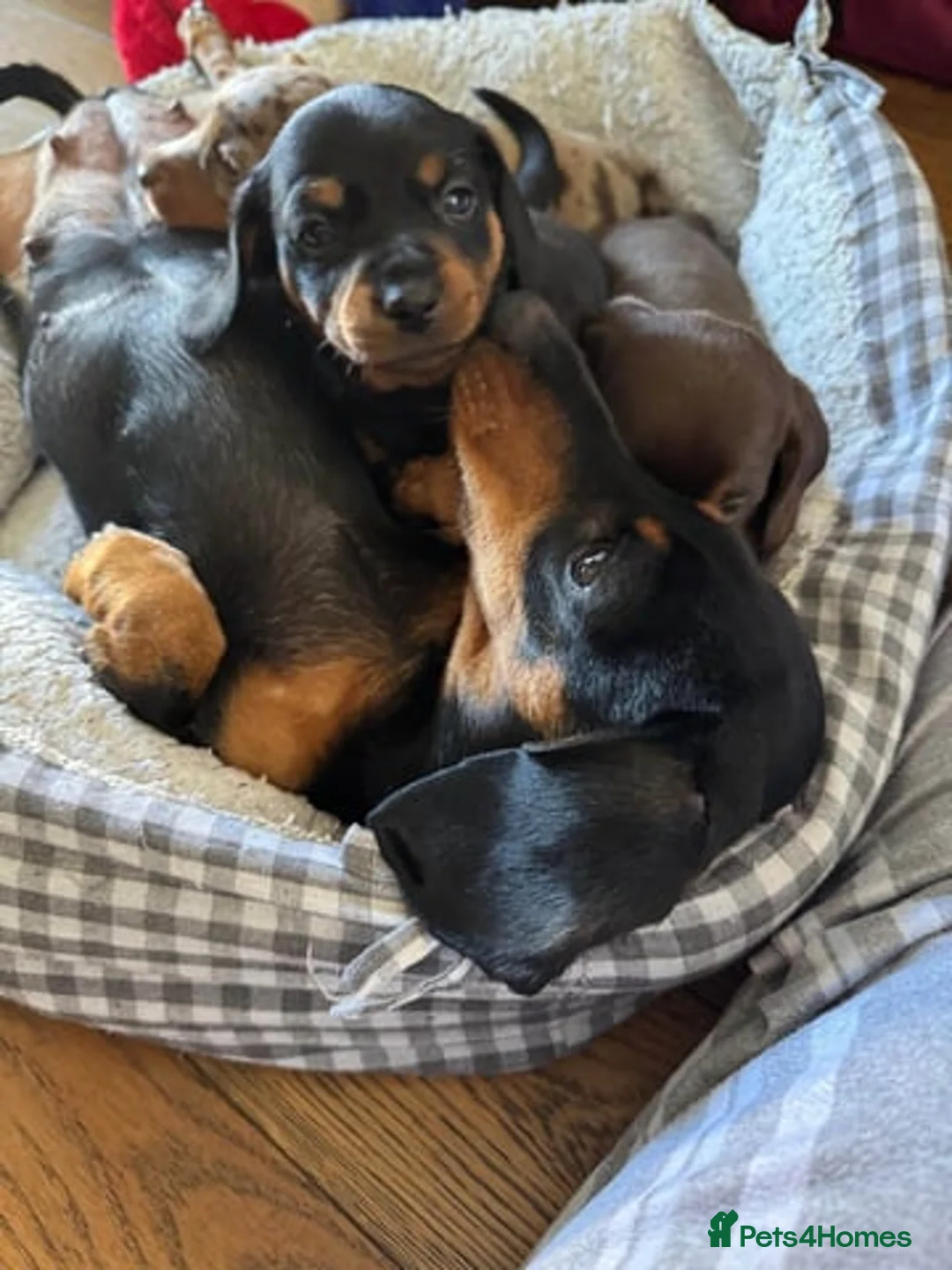 Miniature Dachshund dogs for sale: Lovely miniature dachshund puppies in Derby - Advert 2
