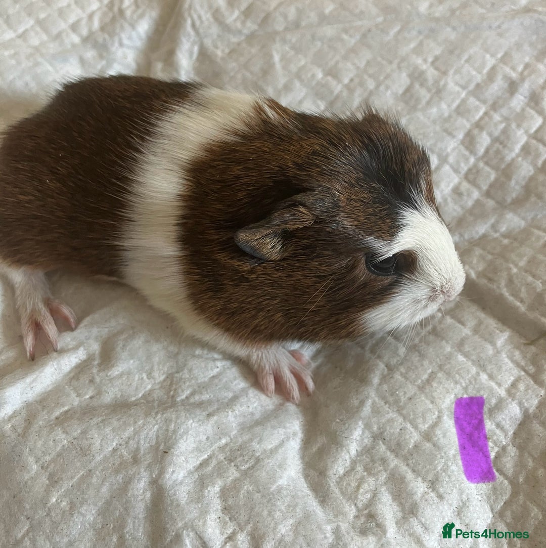 Guinea Pig rodents for sale: Skinny pig and smooth haired Guinea pigs - Image 18