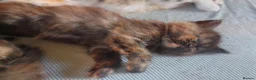 Maine Coon cats for sale: 3 Maincoon babies for loving home  in Huddersfield - Advert 3