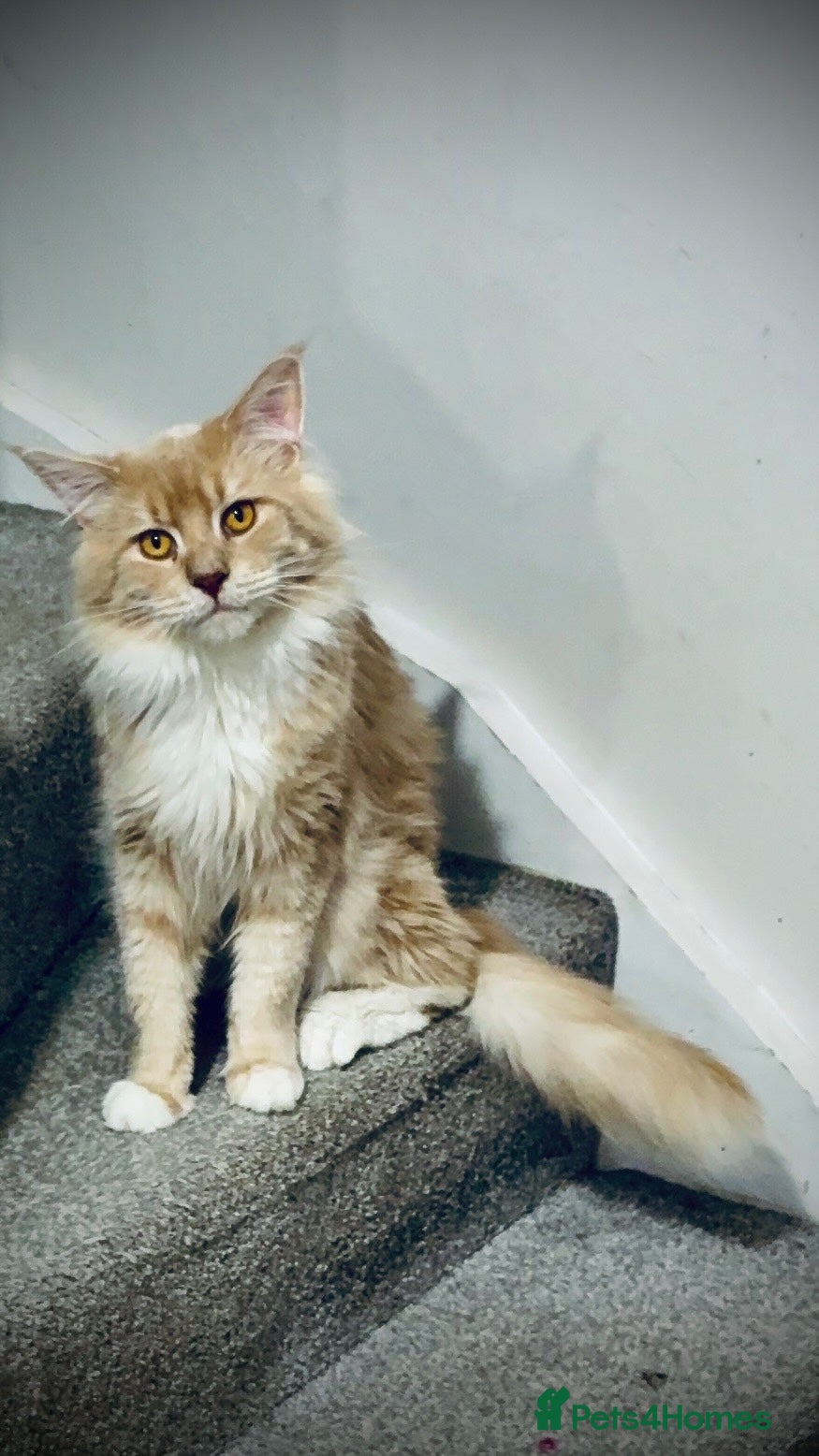 Ragcoon cats for sale: Gorgeous, fluffy litter of 6 RagCoon Kittens - Advert 3