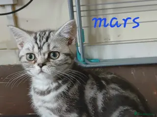 British Shorthair cats Bsh. Silver Classic Tabby . - Advert 4