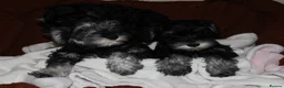 Miniature Schnauzer dogs for sale: Charming Mini Schnauzers with KC registration - Advert 7