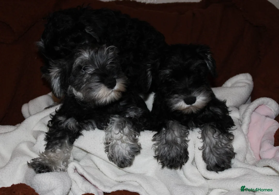 Miniature Schnauzer dogs for sale: Charming Mini Schnauzers with KC registration - Advert 7