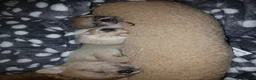Chug dogs for sale: Chugs 1 light grey boy 1 white & cream girl - Advert 8