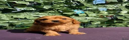 Cavapoo dogs for sale: dna clear f1 red cavapoo puppies , FAMILY REARED in Alford - Advert 3