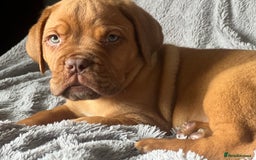 Dogue De Bordeaux dogs for sale: Kc registered Dogue de bordeaux puppies  - Image 7