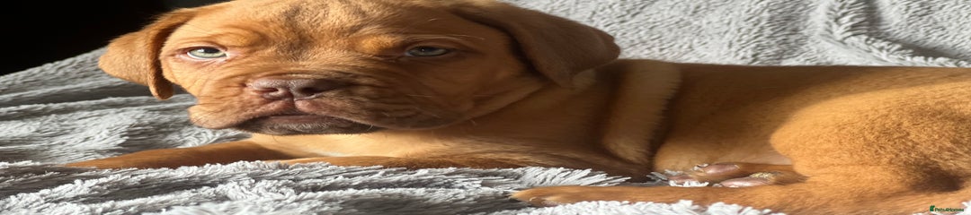 Dogue De Bordeaux Puppy 1