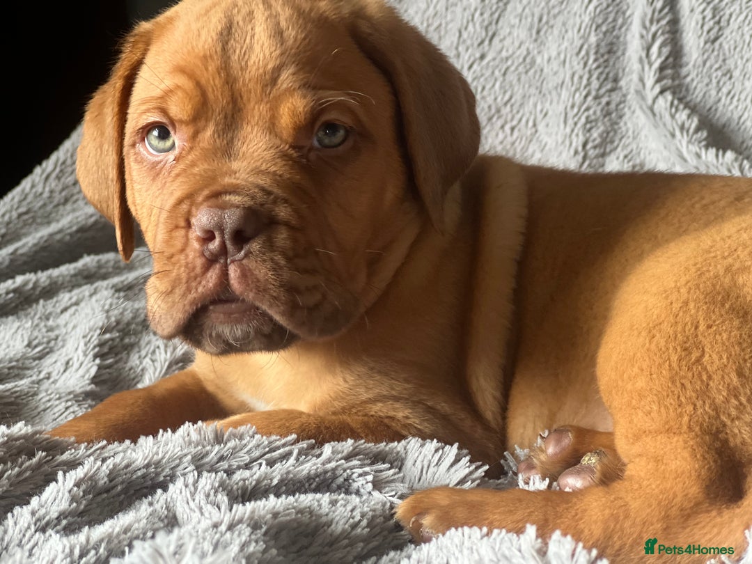 Dogue De Bordeaux dogs for sale: Kc registered Dogue de bordeaux puppies  - Image 7