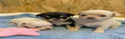 Chihuahua dogs for stud: STUD KC Registered Male Chihahua  - Advert 7