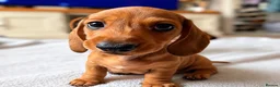 Miniature Dachshund dogs for sale: Stunning clear red bitch  - Advert 2