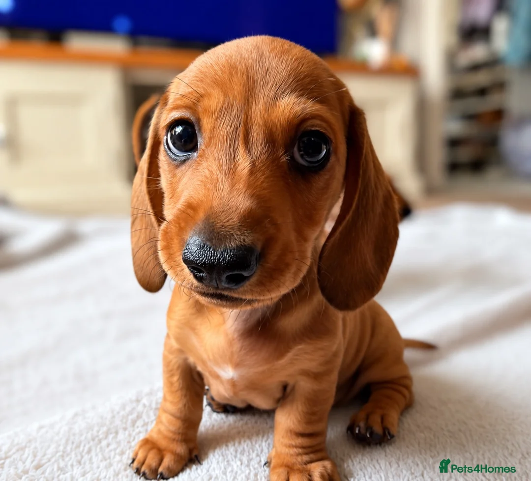 Miniature Dachshund dogs for sale: Stunning clear red bitch  - Advert 2