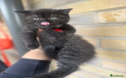 British Shorthair cats for sale: British rainbow shorthair kittens - Image 6