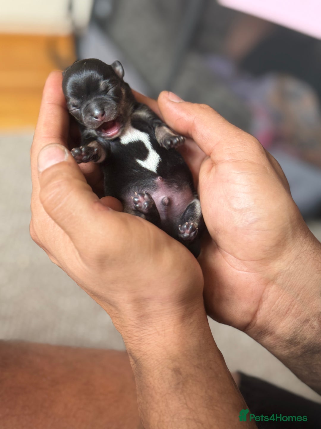 Chihuahua dogs for sale: 2 beautiful chihuahua boys  - Image 2