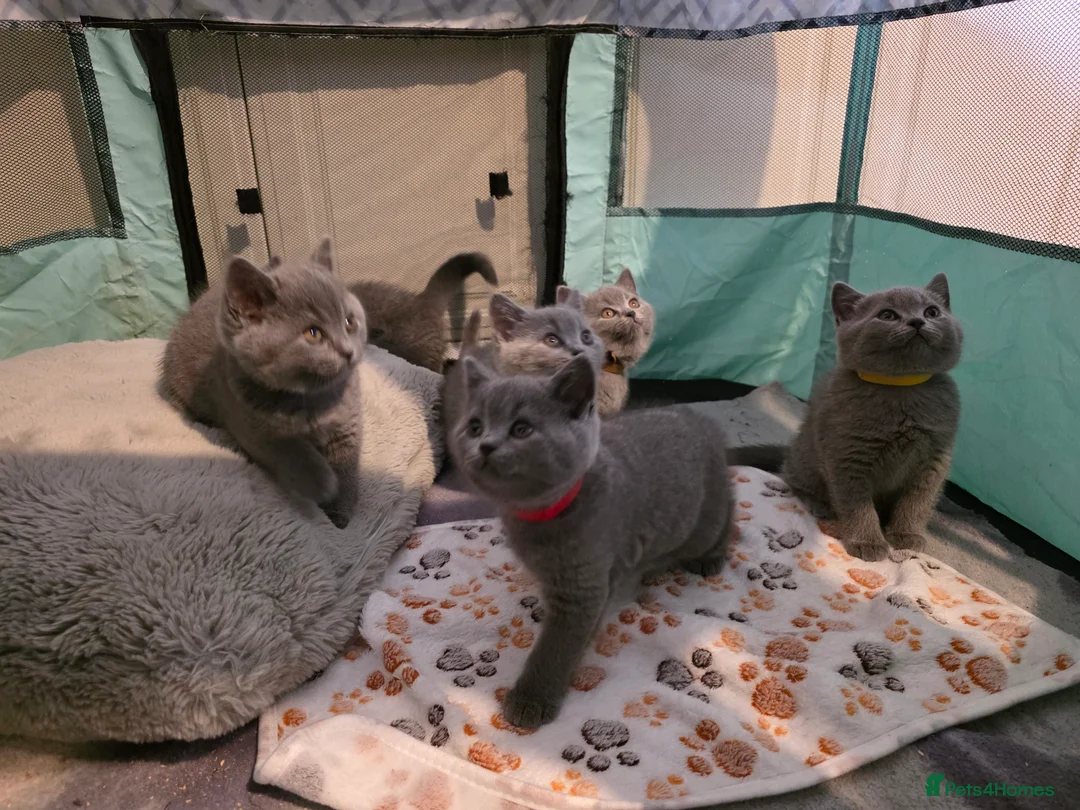 British Shorthair cats for sale: 🐱BRITISH SHORTHAIR🐱 - Advert 3