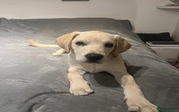 Labrador Retriever dogs for sale: Lucky - Image 1