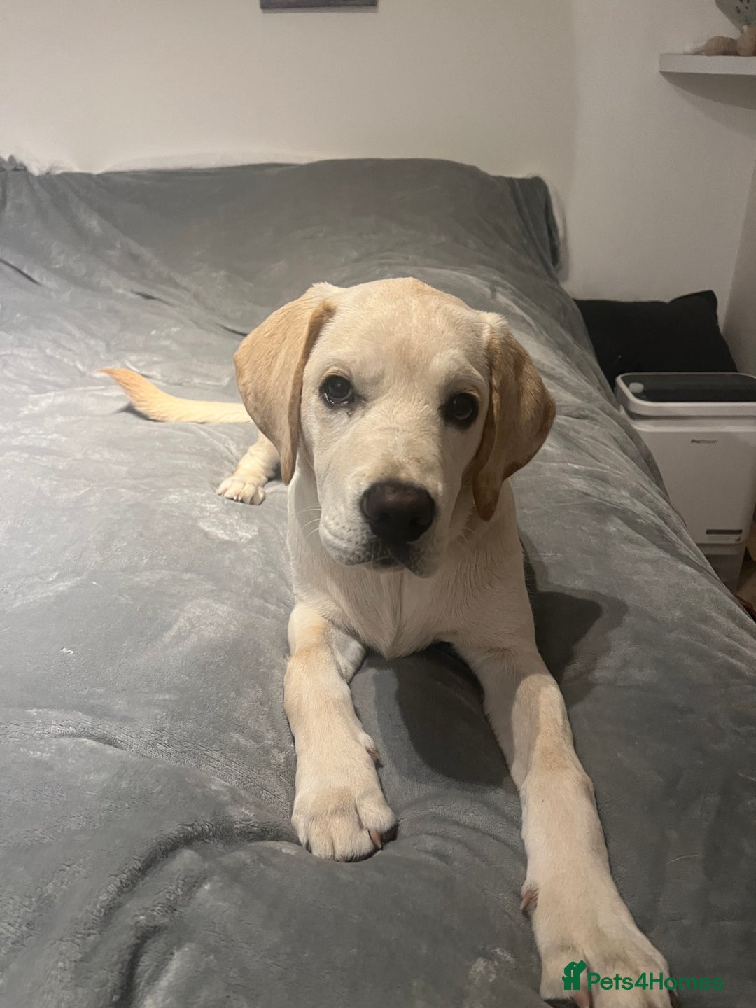 Labrador Retriever dogs for sale: Lucky - Image 1