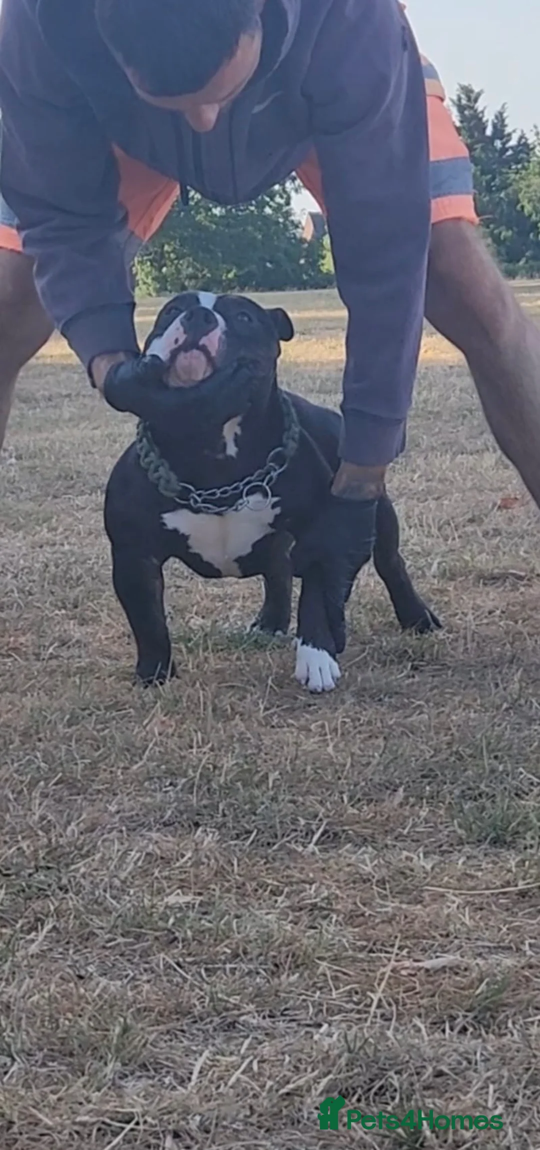 American Bully dogs for sale: American bully pocket female  - Advert 2