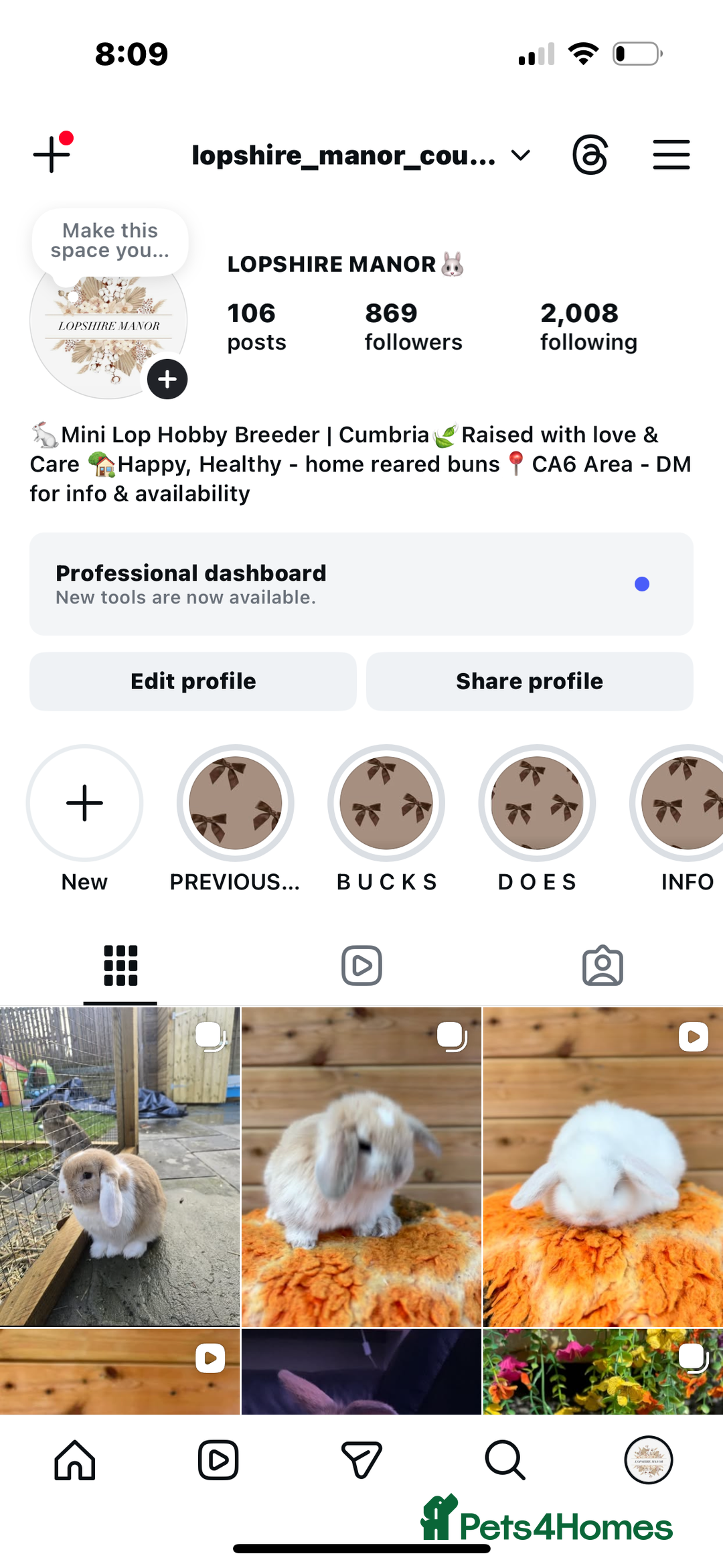 Mini Lop rabbits for sale: Well Socialised Mini Lops - Advert 9