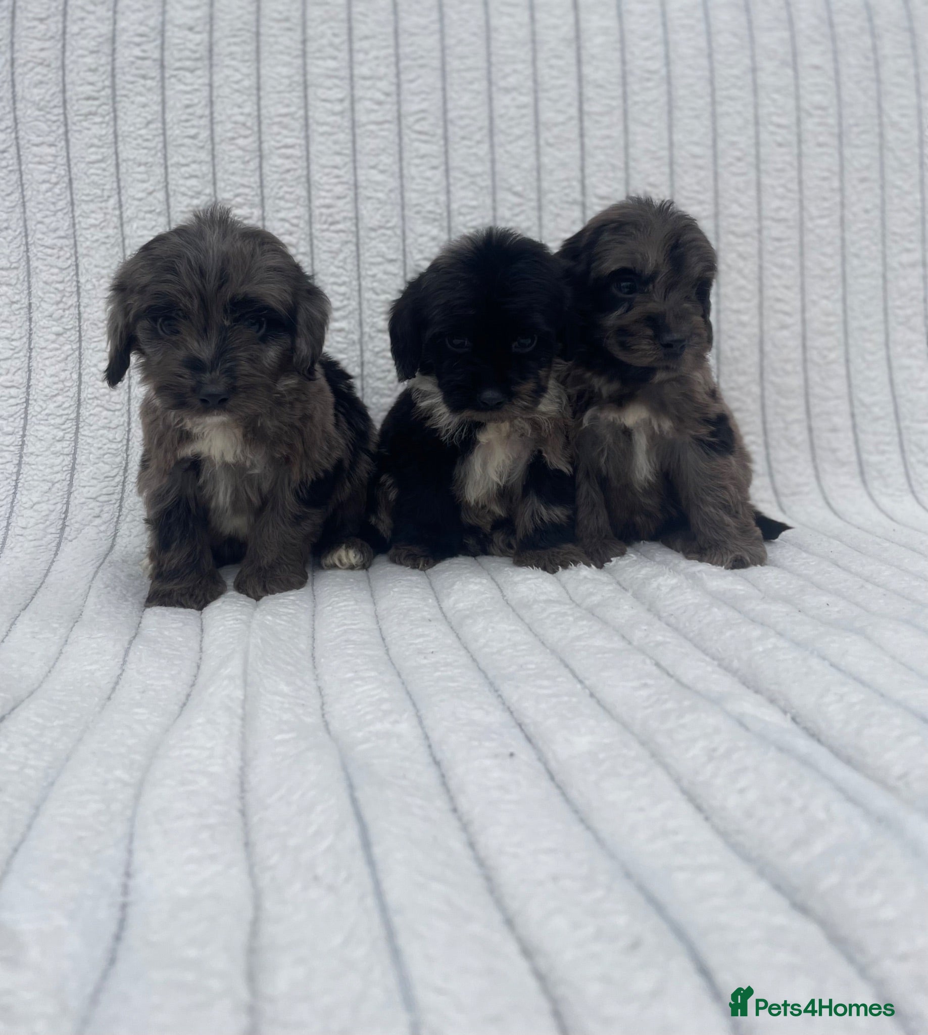 Cockapoo dogs Beautiful F1 cockapoos  - Advert 2
