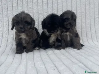 Cockapoo dogs Beautiful F1 cockapoos - Advert 2
