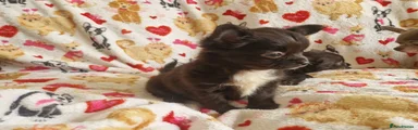 Chihuahua Puppy 2