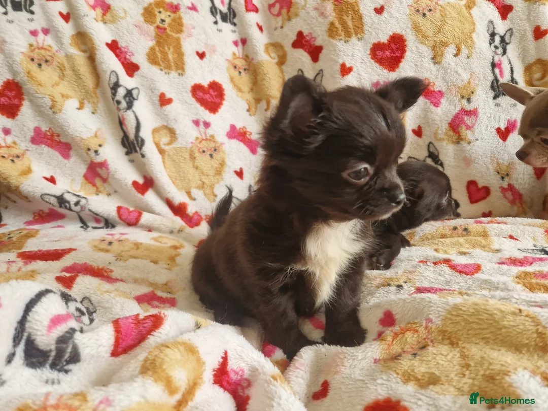 Chihuahua dogs for sale: 4 dark brown/black chihuahuas  - Advert 8