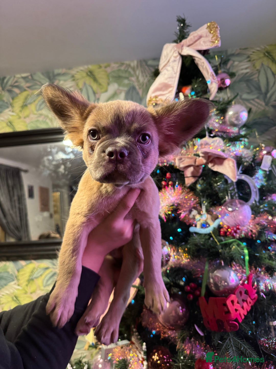 French Bulldog dogs for sale: KC registered! Fluffy frenchies PRICE DROPPED  - Advert 3