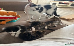 Domestic Shorthair cats for sale: Female kitten  - Image 4