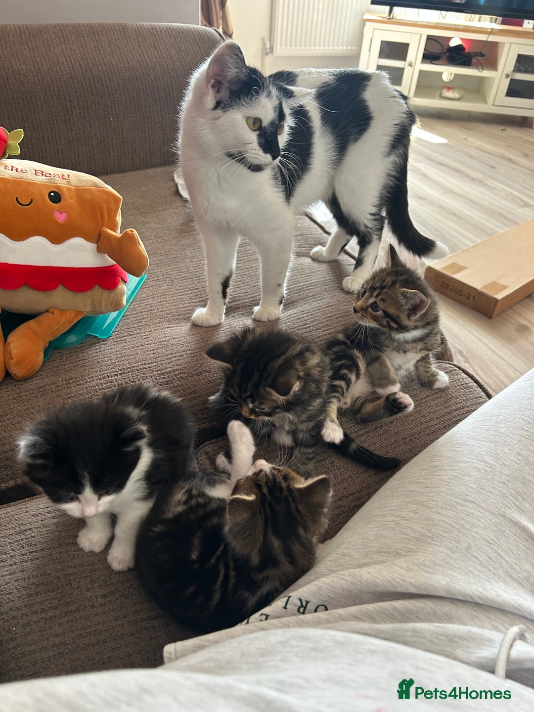 Domestic Shorthair cats for sale: Female kitten  - Image 4