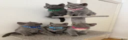 British Shorthair cats for sale: Cute british shorthair kittens - Advert 9