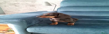 Miniature Dachshund Puppy 3