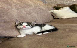 Mixed Breed cats for sale: Super cute and well behaved kittens - Image 3
