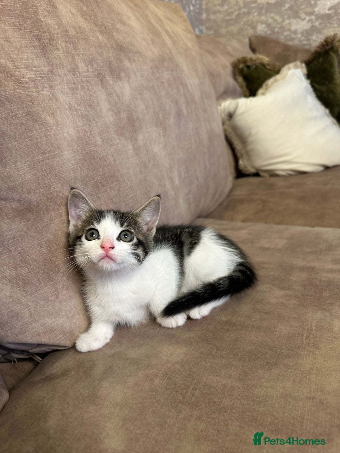 Mixed Breed cats for sale: Super cute and well behaved kittens - Image 3