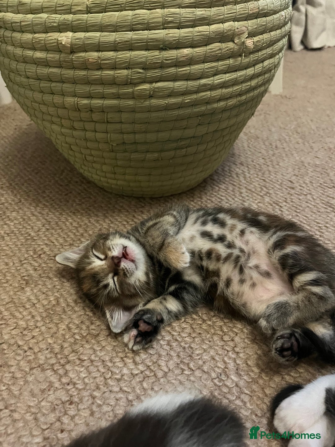 Mixed Breed cats for sale: Beautiful kittens ready for loving new homes.  - Image 4