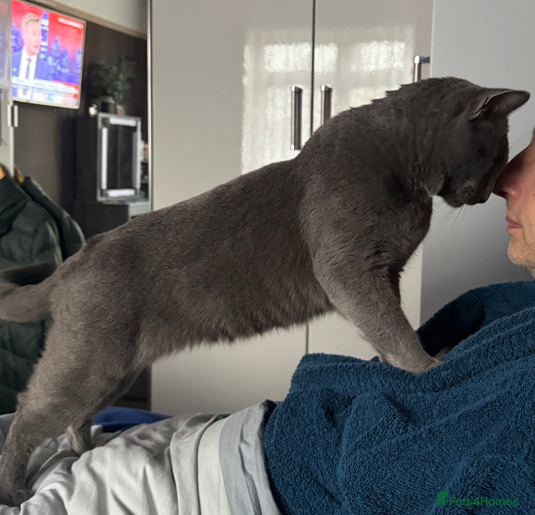 Russian Blue cats for stud: Pure Russian Blue Stud Available for Mating in Chessington - Advert 18