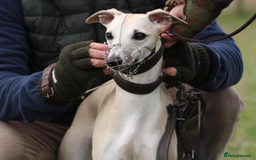 Whippet dogs for sale: Top quality pups due October - Image 4