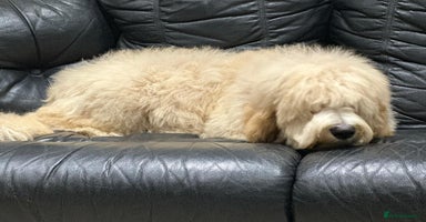 Bernedoodle dogs - Advert 2