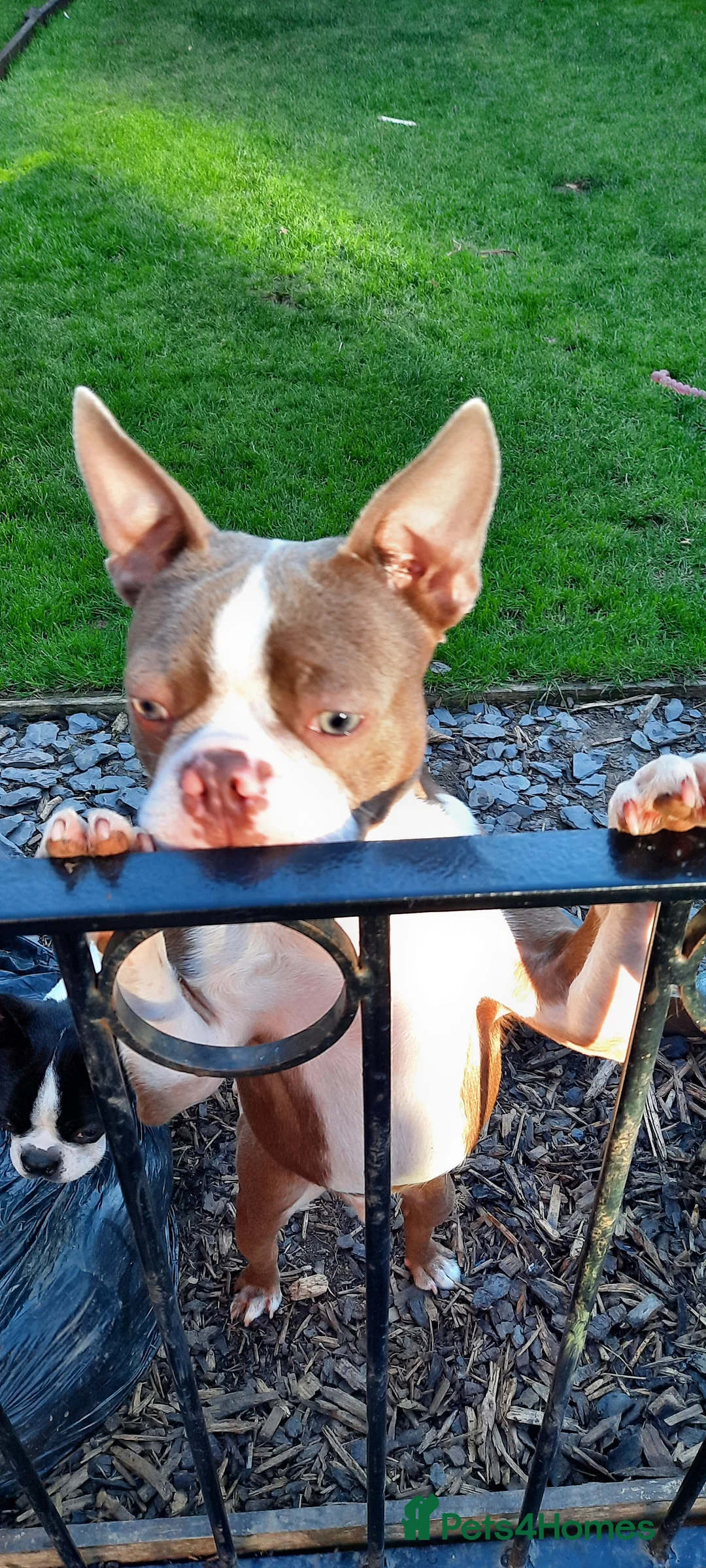 Boston Terrier dogs for stud: Stunning Lilac Male in Middlesbrough - Advert 3