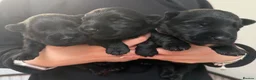 Scottish Terrier dogs for sale: Male Scottish Terrier Puppy in Fraserburgh - Advert 5