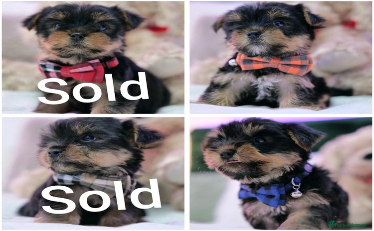 Yorkshire Terrier dogs - Advert 1