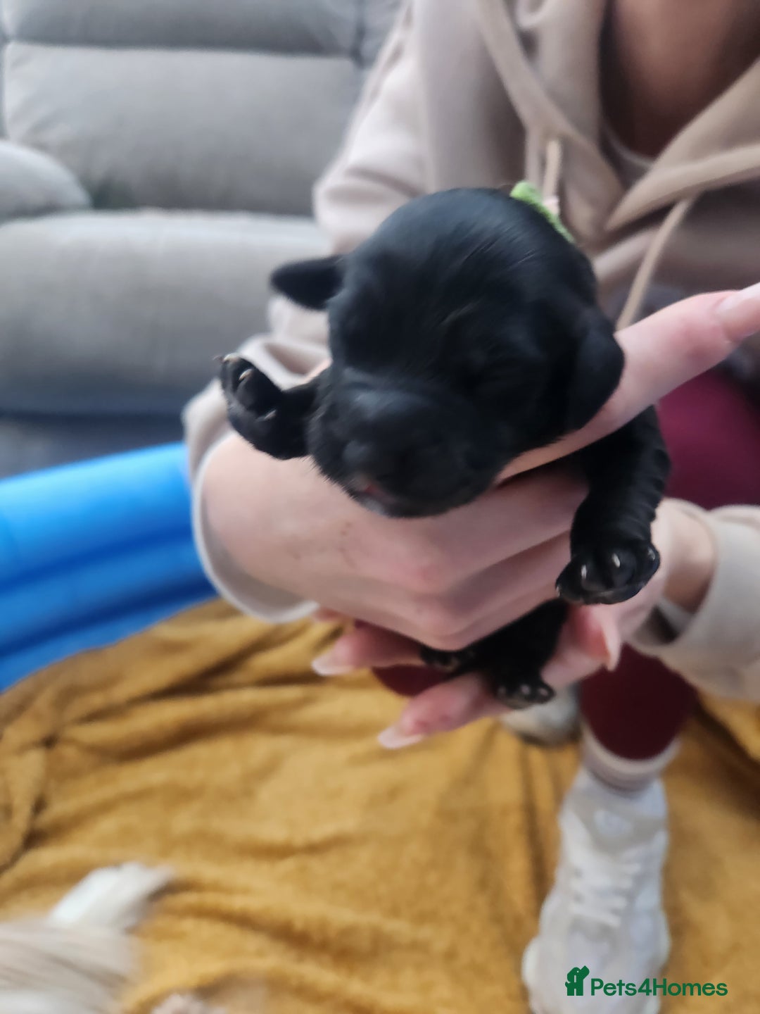 Mixed Breed dogs for sale: ​Beautiful Golden Retriever x Spaniel Pups - Advert 15