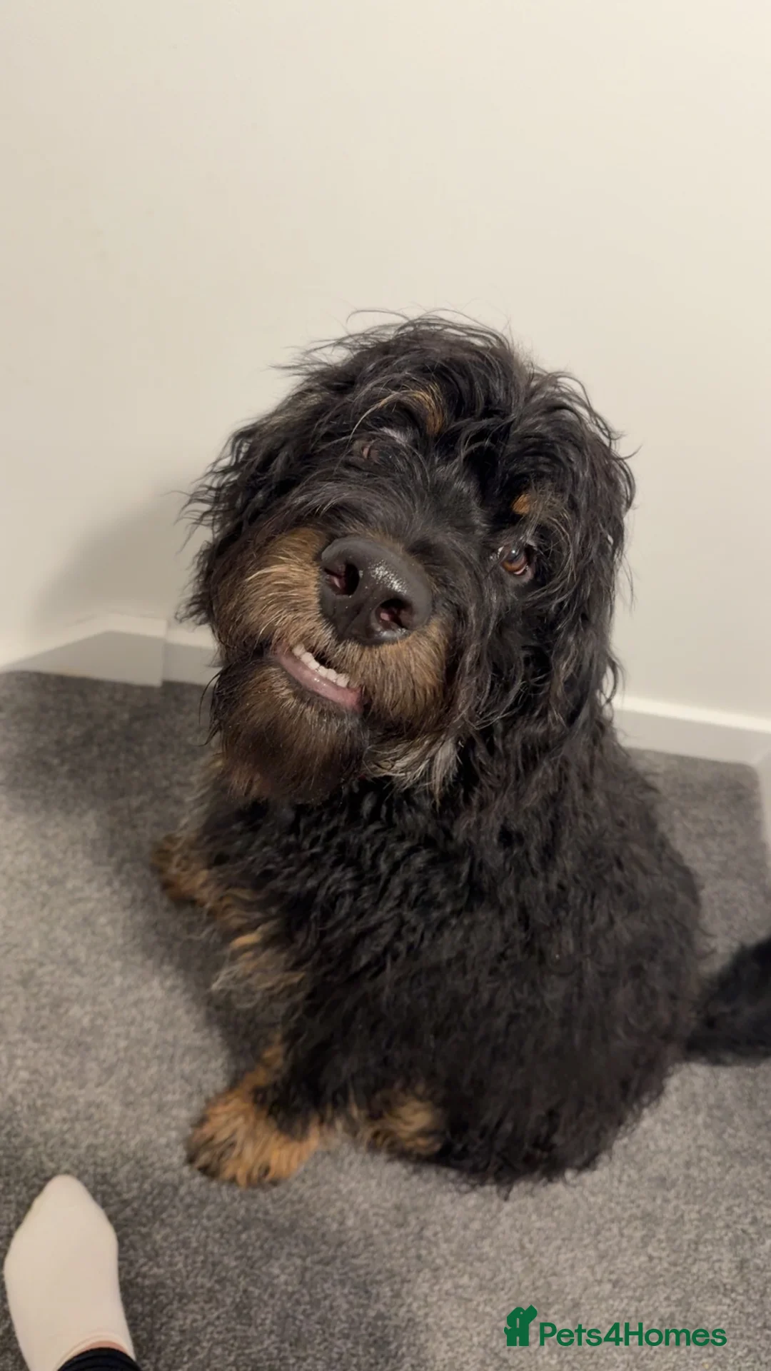 Mixed Breed dogs for sale: Male roodle   - Advert 6