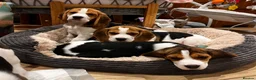 Beagle dogs for sale: DNA and KC registered beautiful puppies - Advert 1