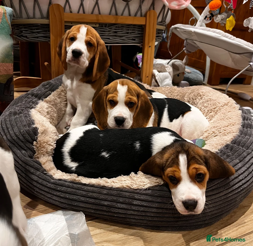 Beagle dogs for sale: DNA and KC registered beautiful puppies - Advert 1