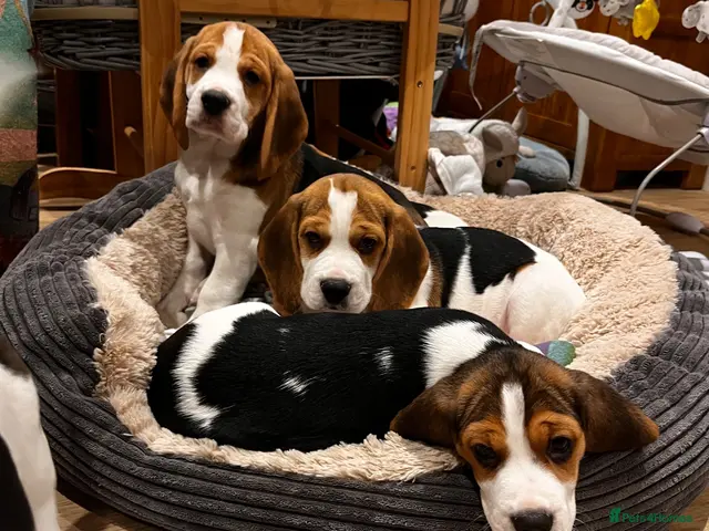 Beagle dogs for sale: DNA and KC registered beautiful puppies - Advert 1