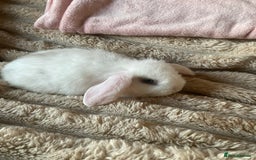 Mini Lop rabbits for sale: Boy and girl  - Advert 3