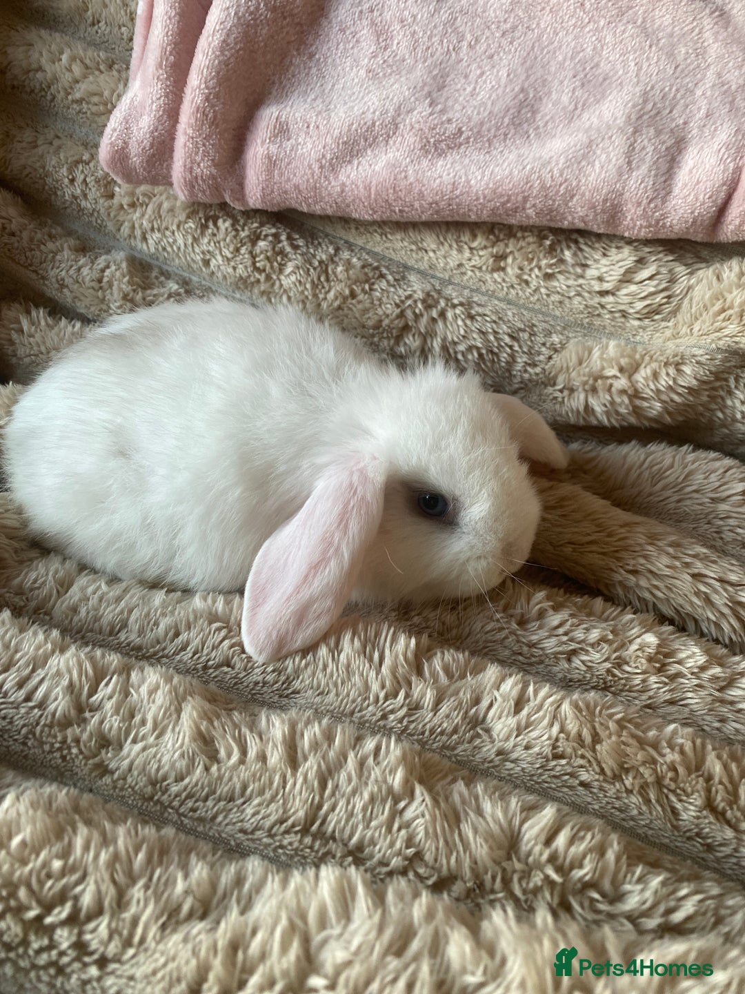 Mini Lop rabbits for sale: Boy and girl  - Advert 3